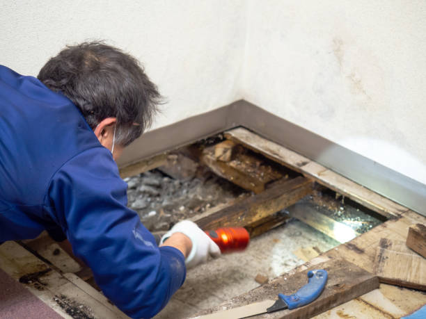 Best DIY Mold Remediation Support Services in Geneva, NY