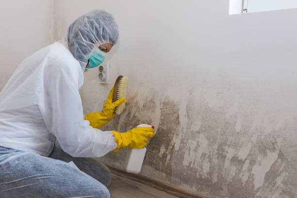 Best Basement Mold Remediation in Geneva, NY