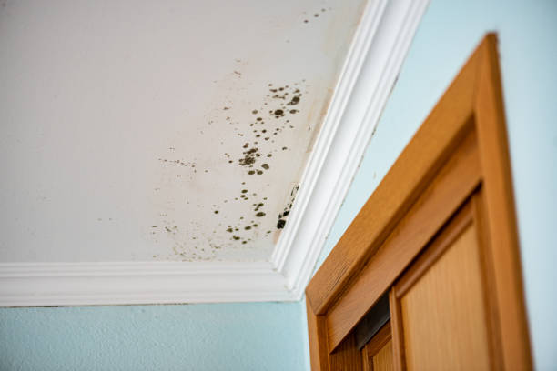 Best Kitchen Mold Remediation in Geneva, NY