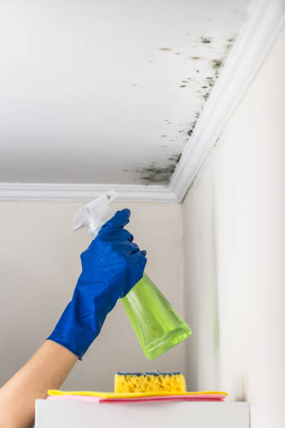 Best Insurance-Related Mold Remediation in Geneva, NY