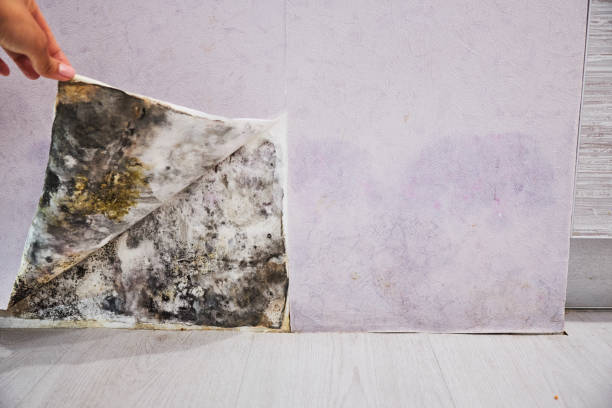 Best Bathroom Mold Remediation in Geneva, NY